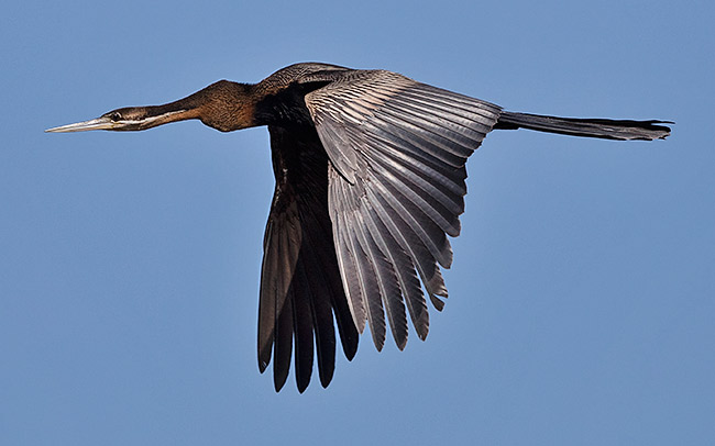 African Darter in flight